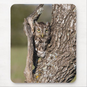 Eastern Screech Owl Mouse Pad