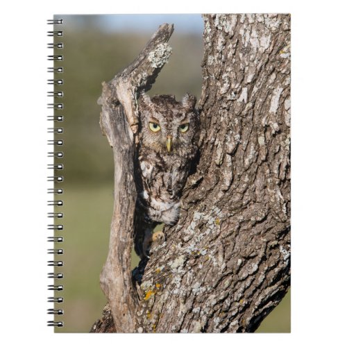Eastern Screech Owl Notebook
