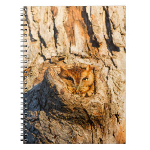 Eastern Screech-Owl Notebook