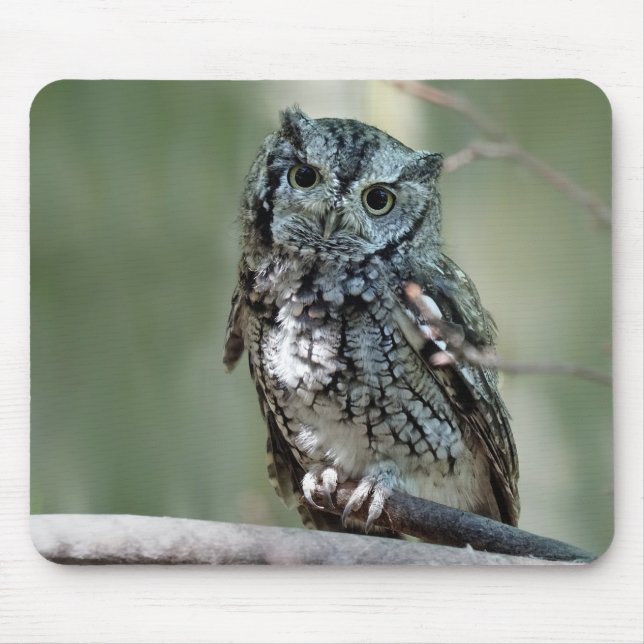 Eastern Screech Owl, Owl, Sitting Mouse Pad (Front)