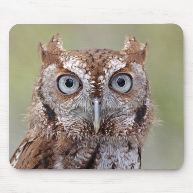Eastern Screech Owl Photograph Mouse Pad (Front)