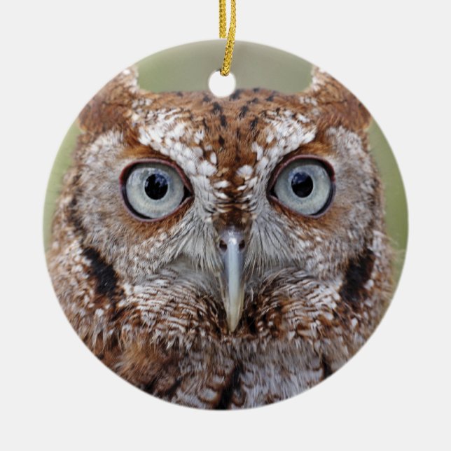 Eastern Screech Owl Photograph Ornament (Front)