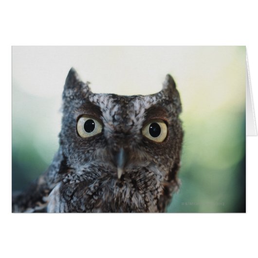 Eastern Screech Owl Portrait Showing Large Eyes (Front Horizontal)