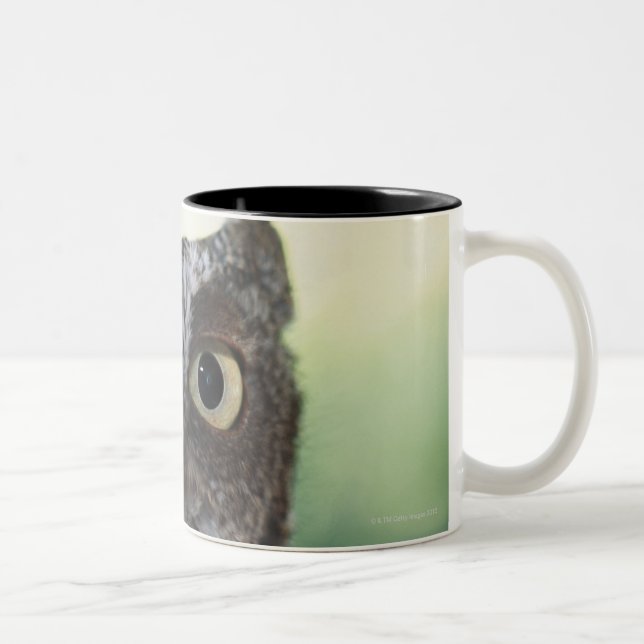 Eastern Screech Owl Portrait Showing Large Eyes Two-Tone Coffee Mug (Right)