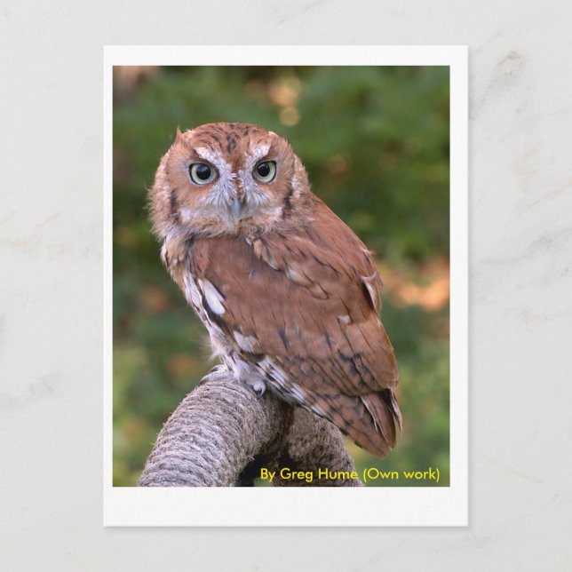 Eastern Screech Owl Postcard (Front)