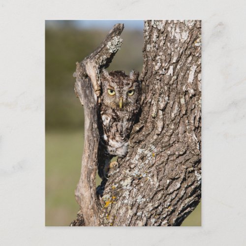 Eastern Screech Owl Postcard