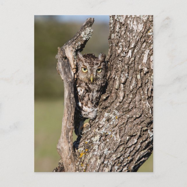 Eastern Screech Owl Postcard (Front)