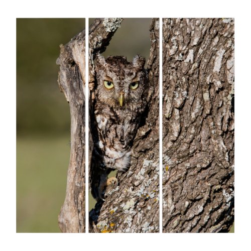 Eastern Screech Owl Triptych