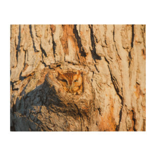 Eastern Screech-Owl Wood Wall Art