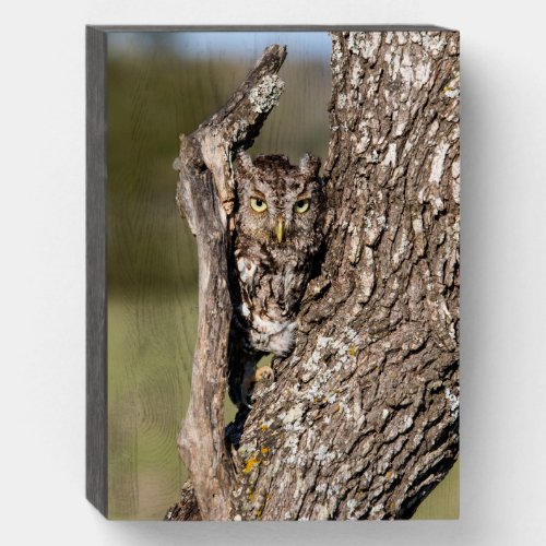 Eastern Screech Owl Wooden Box Sign