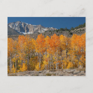 Eastern Sierra Fall Colors Postcard
