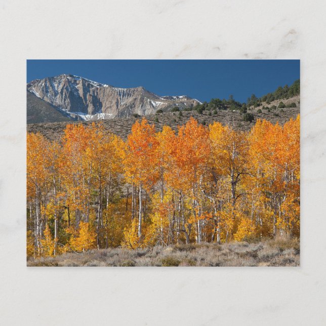 Eastern Sierra Fall Colors Postcard (Front)