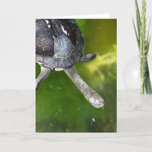 Eastern Snake_Necked Turtle Holiday Card