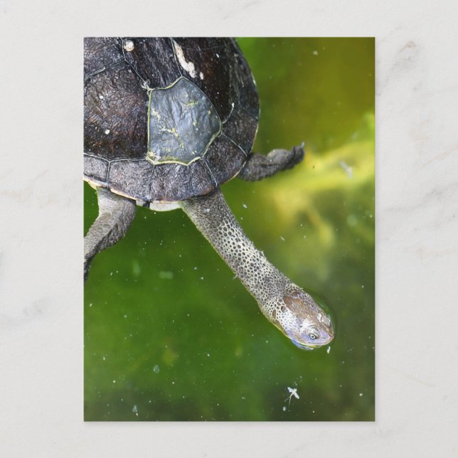 Eastern Snake-Necked Turtle Postcard (Front)