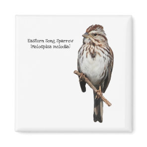 Eastern Song Sparrow Magnet