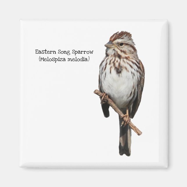 Eastern Song Sparrow Magnet (Front)
