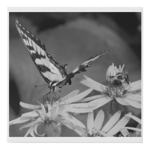 Eastern Swallowtail Butterfly  Bumble Bee BW Faux Canvas Print