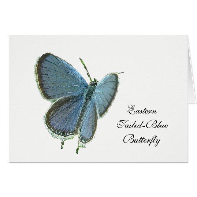 Eastern-Tailed Blue Butterfly Cards (Front Horizontal)