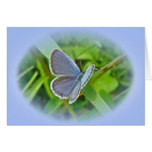 Eastern Tailed Blue Butterfly Coordinating Items Cards (Front Horizontal)