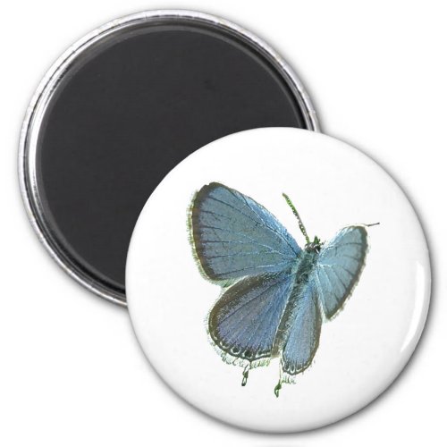 Eastern_Tailed Blue Butterfly Magnet