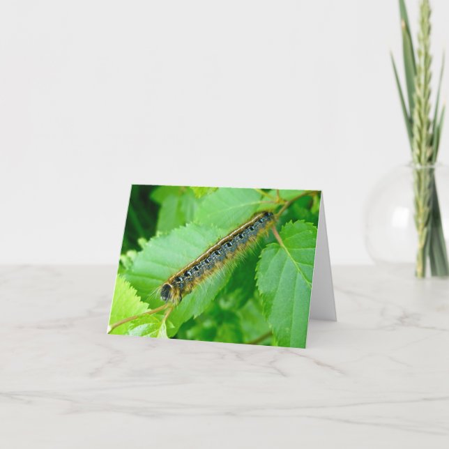 Eastern Tent Caterpillar Note Card (Front)