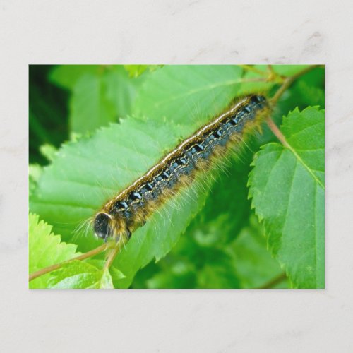 Eastern Tent Caterpillar Postcard