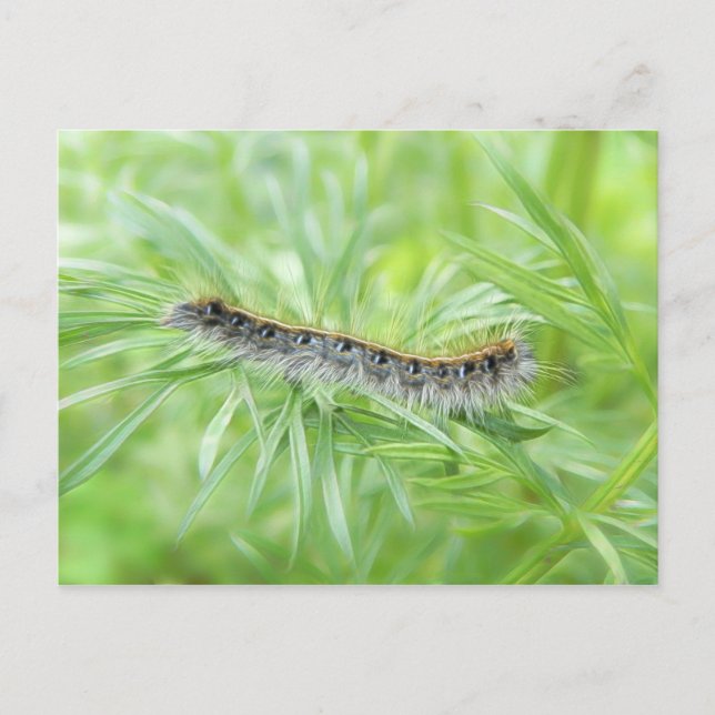 Eastern Tent Caterpillar Postcard (Front)