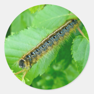 Eastern Tent Caterpillar Sticker