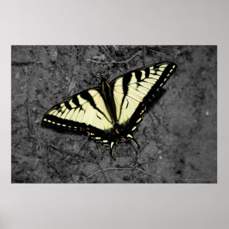 Eastern Tiger Print