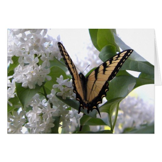 Eastern Tiger Swallow Tail on White Lilac Bush (Front Horizontal)