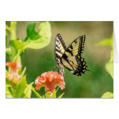 Eastern Tiger Swallowtail Butterfly (Front Horizontal)