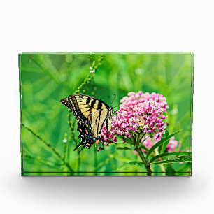 Eastern Tiger Swallowtail Butterfly Award