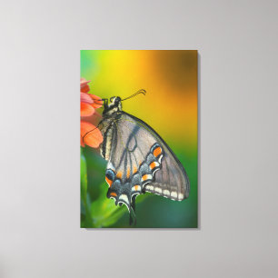 Eastern-Tiger Swallowtail Butterfly Canvas Print