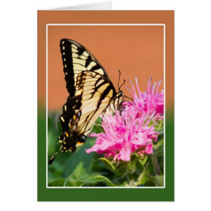 Eastern Tiger Swallowtail Butterfly Cards