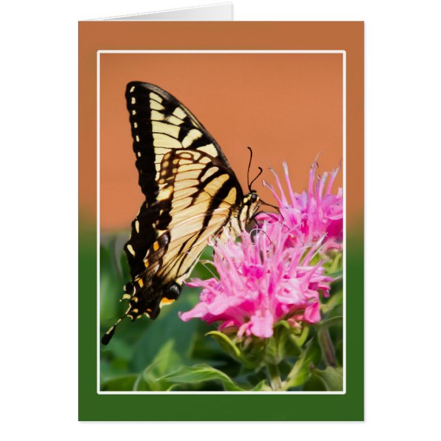 Eastern Tiger Swallowtail Butterfly Cards (Front)