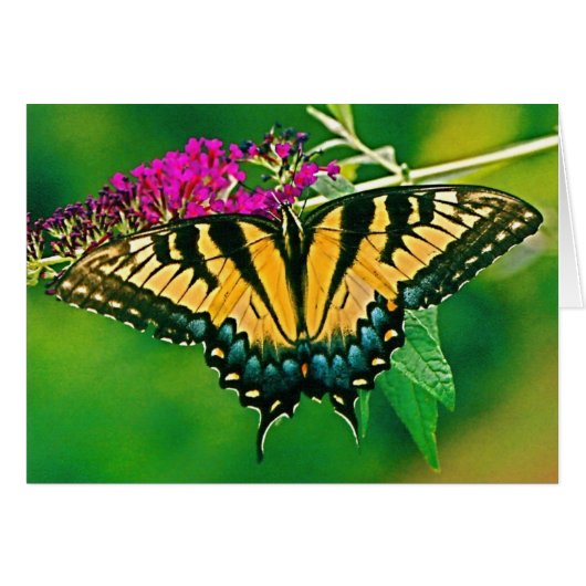 Eastern Tiger Swallowtail Butterfly Cards (Front Horizontal)