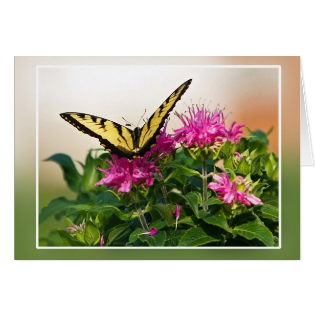 Eastern Tiger Swallowtail Butterfly Cards (Front Horizontal)