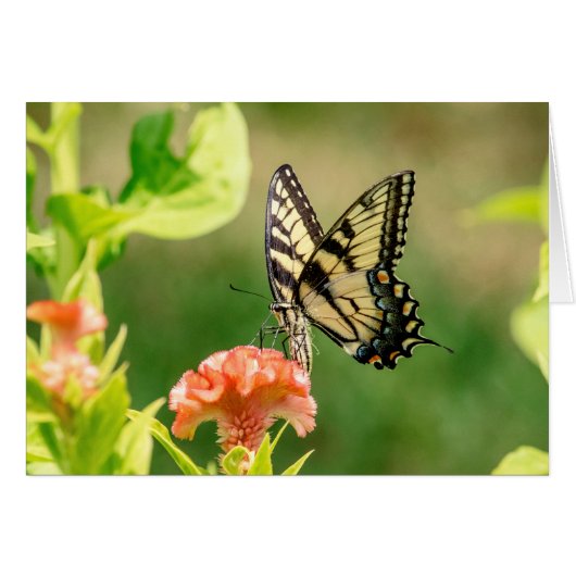 Eastern Tiger Swallowtail Butterfly Cards (Front Horizontal)