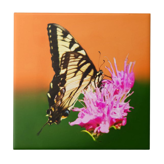 Eastern Tiger Swallowtail Butterfly Ceramic Tile (Front)