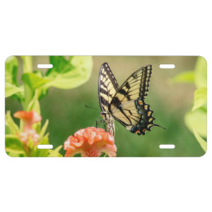 Eastern Tiger Swallowtail Butterfly License Plate