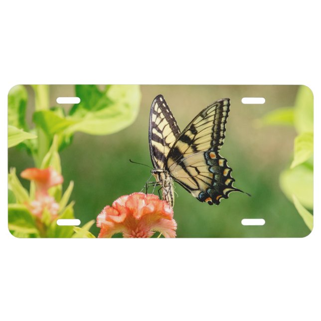 Eastern Tiger Swallowtail Butterfly License Plate (Front)