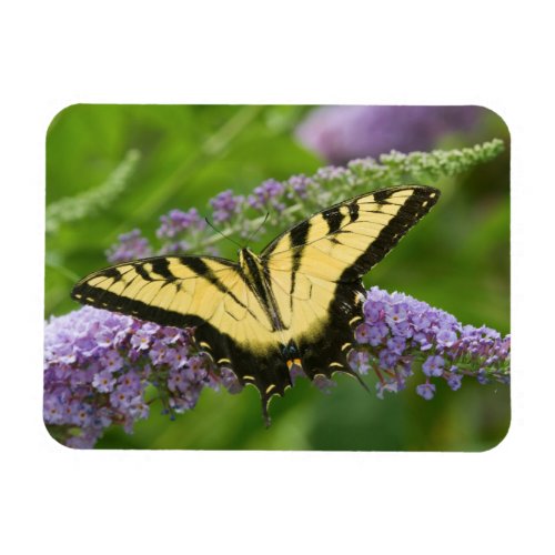 Eastern Tiger Swallowtail butterfly Magnet