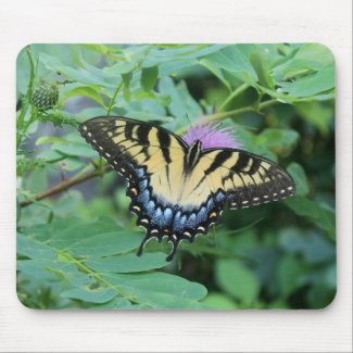 Eastern Tiger Swallowtail Butterfly