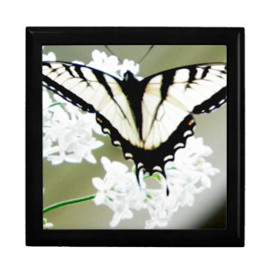 Eastern Tiger Swallowtail Butterfly Photo Box