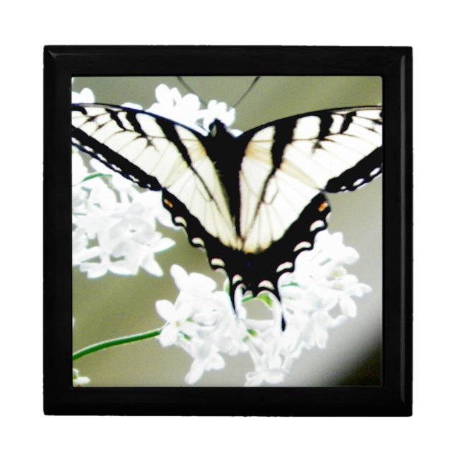 Eastern Tiger Swallowtail Butterfly Photo Box (Front)