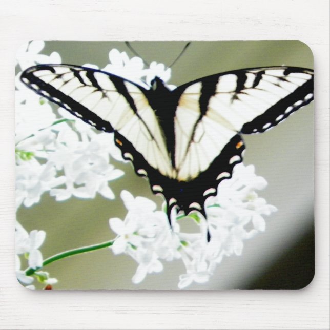 Eastern Tiger Swallowtail Butterfly Photo Mouse Pad (Front)