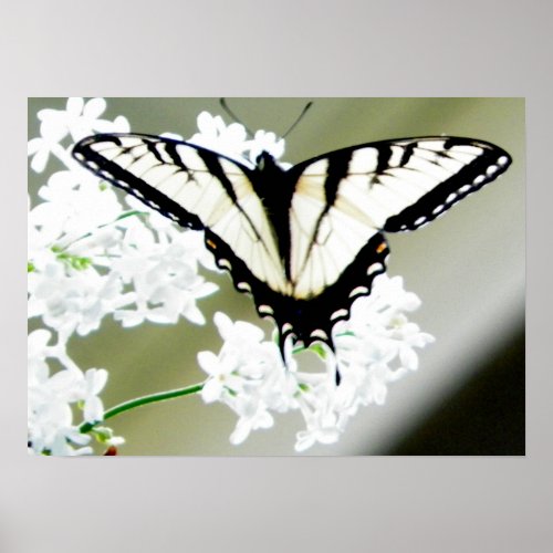 Eastern Tiger Swallowtail Butterfly Photo Poster