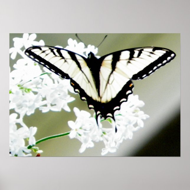 Eastern Tiger Swallowtail Butterfly Photo Poster (Front)