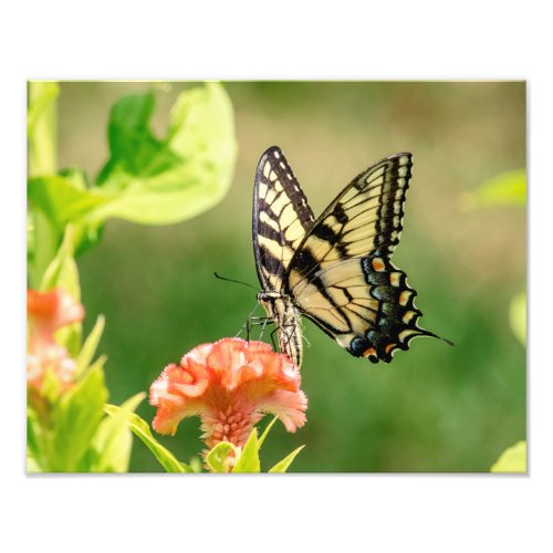 Eastern Tiger Swallowtail Butterfly Photo Print