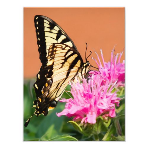 Eastern Tiger Swallowtail Butterfly Photo Print